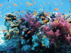 coral-underwater
